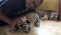 Animals Video - African Animals - A Man With Tiger -  Tiger Video - Baby Tigers - African Tiger