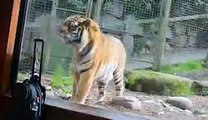 Animals Video - African Animals - Baby Tigers - Tiger Video - Tigers - Bengal Tiger - Cute Tigers