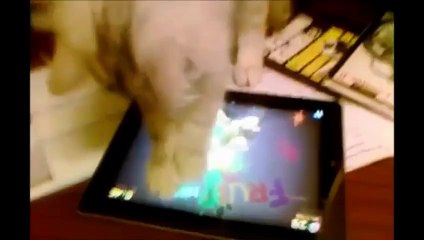 Hayvanların ipad ile imtihanı