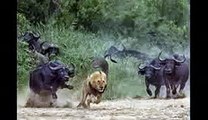 buffalo crowd​ attack lion - wild buffalo kill lions - buffalos vs lions