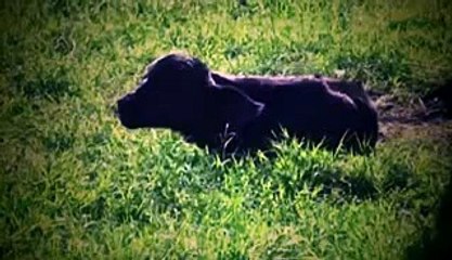 BUFFALO LION KILLED CHILDREN - LIONS KILL