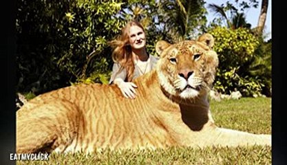 Largest Big Cat In The World (Lion Tiger Hybrid - Liger)