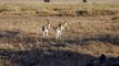 Leaping leapard Catches Antelope In Mid-Air Attack