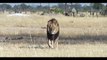 Lion Fight in the African Forest - Original recordings directly from Africa - RAW FOOTAGE