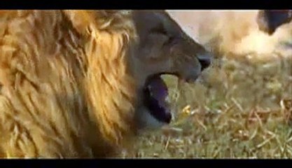 Lion vs Lion,  Female Lion Attack male lions brutaly