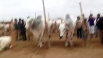 Block 13 Sibbi Bhagnaari Cow Mandi Karachi - Video Dailymotion 2015