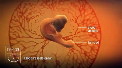 Chicken Embryo Development