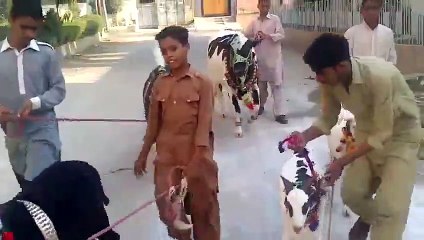 Dulhan rani 2015 Memories - Video Dailymotion