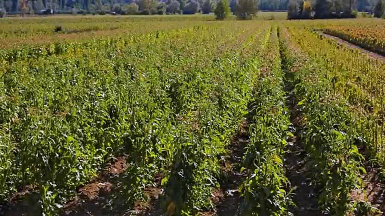 Online Daily Deals on Cigars _ Cigar Accessories