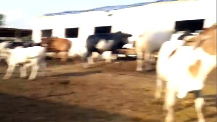 Heaviest Bachra  2015 memories - Video Dailymotion