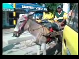 La realidad de los burros y caballos de Cartagena Parte 1 de 3