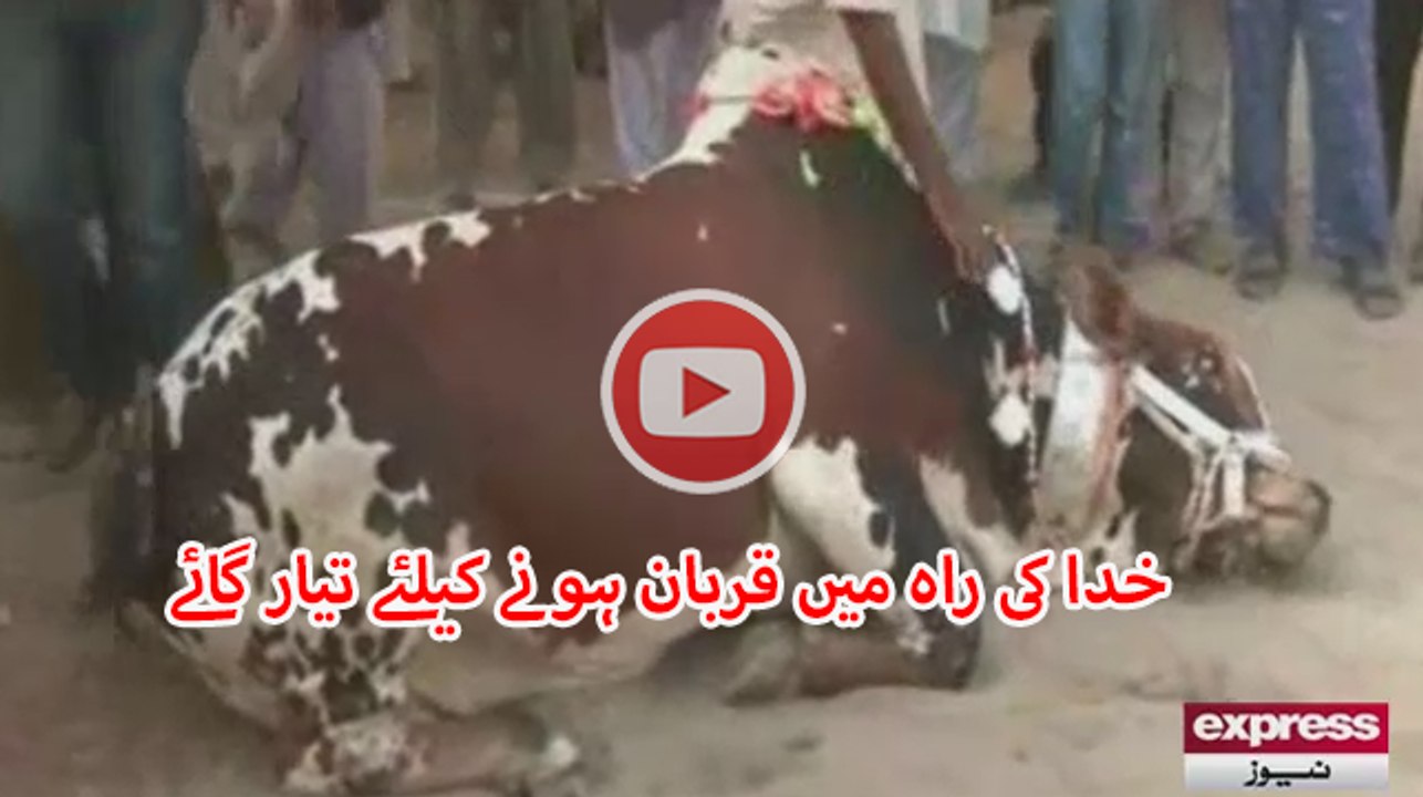 Unique Cow in Sohrab Goth
