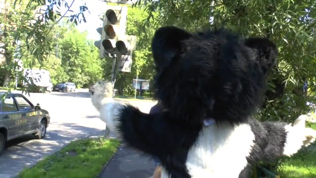 Добрый кот вышел в город