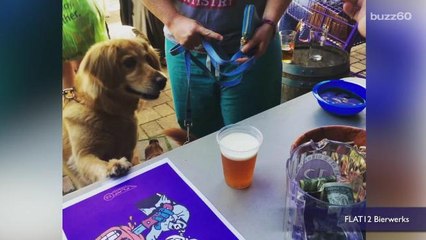 Drink beer with your dog thanks to Indiana brewery