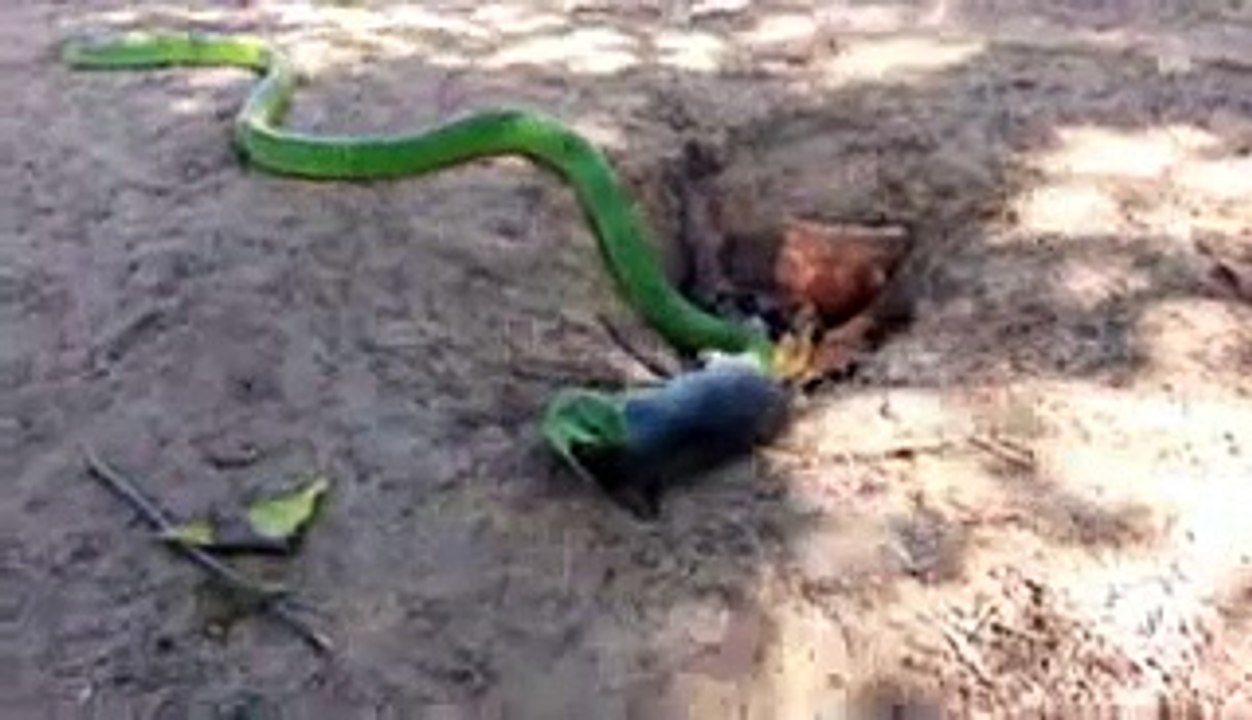 King Cobra attack with Rat, Big  Rat vs Cobra In Attack !!
