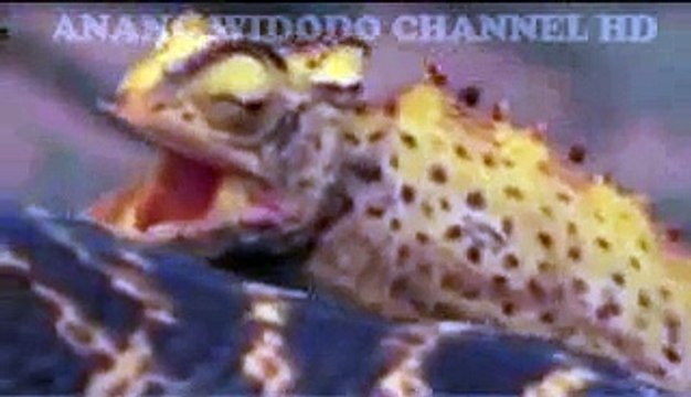 King Cobra Vs Iguana Eat Snake Amazing !!!!! Animals Of India King Cobra Fight !