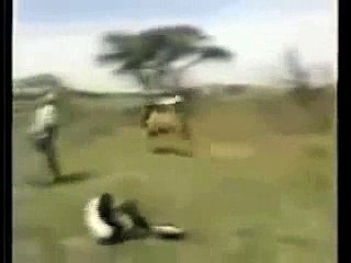 Lion Attacks Man Lion Attack!   @lion #lion