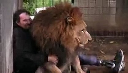 Lion Attacks Man with Love very scary 2015