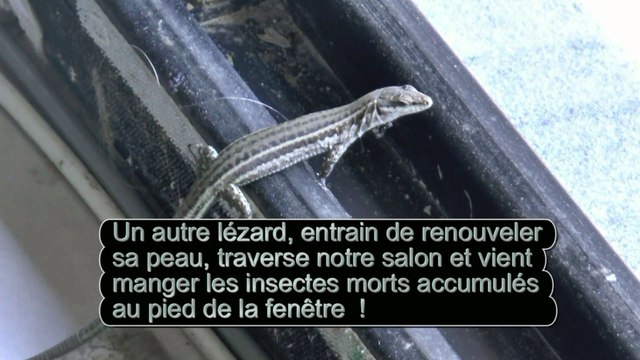 Lézard des murailles