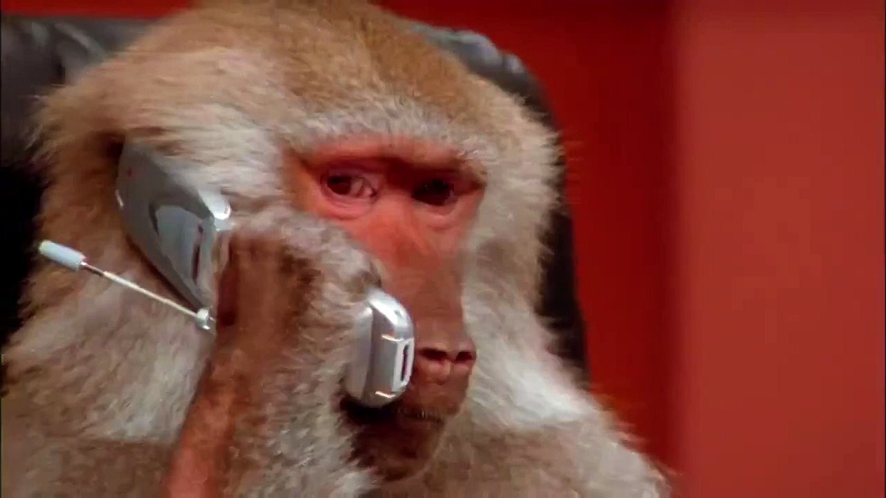 monkey and phone FUNNY VIDEOS 2015 video Dailymotion