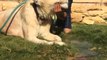 Lion cools off with water hose