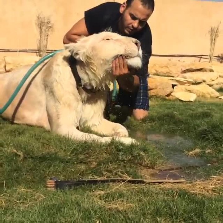 Lion cools off with water hose