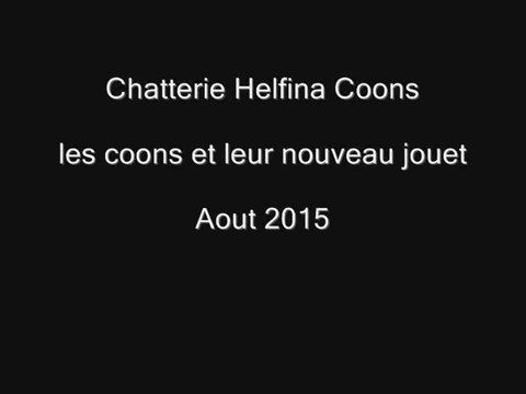 Maine Coons Helfina Coons jouet