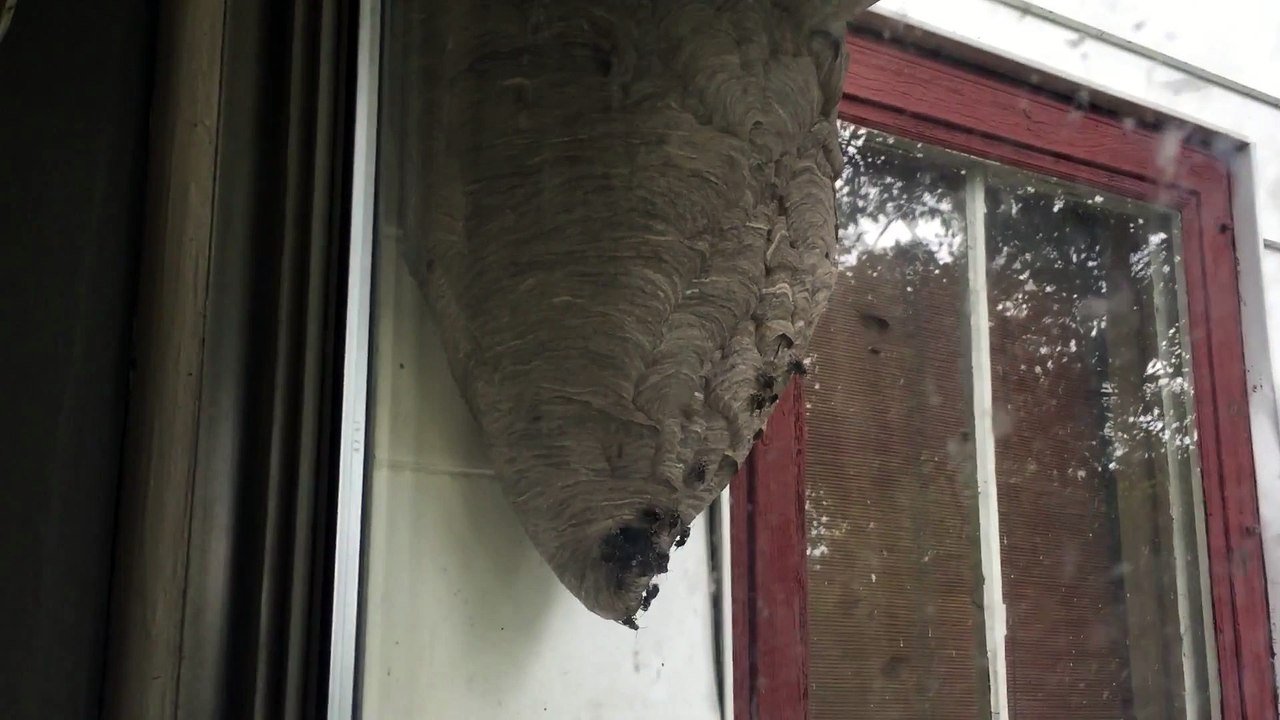 Nid de guêpes géant en face de la fenetre de cet appartement - Flippant!