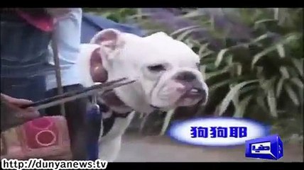 Chimpanzee runs to save life of his friend. Funny must watch .