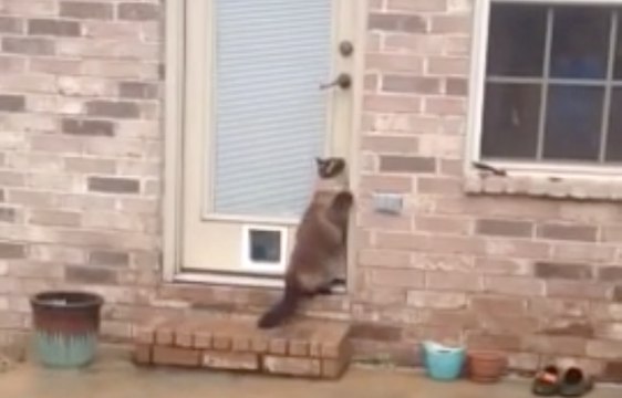 On a trouvé le chat le plus stupide du monde !