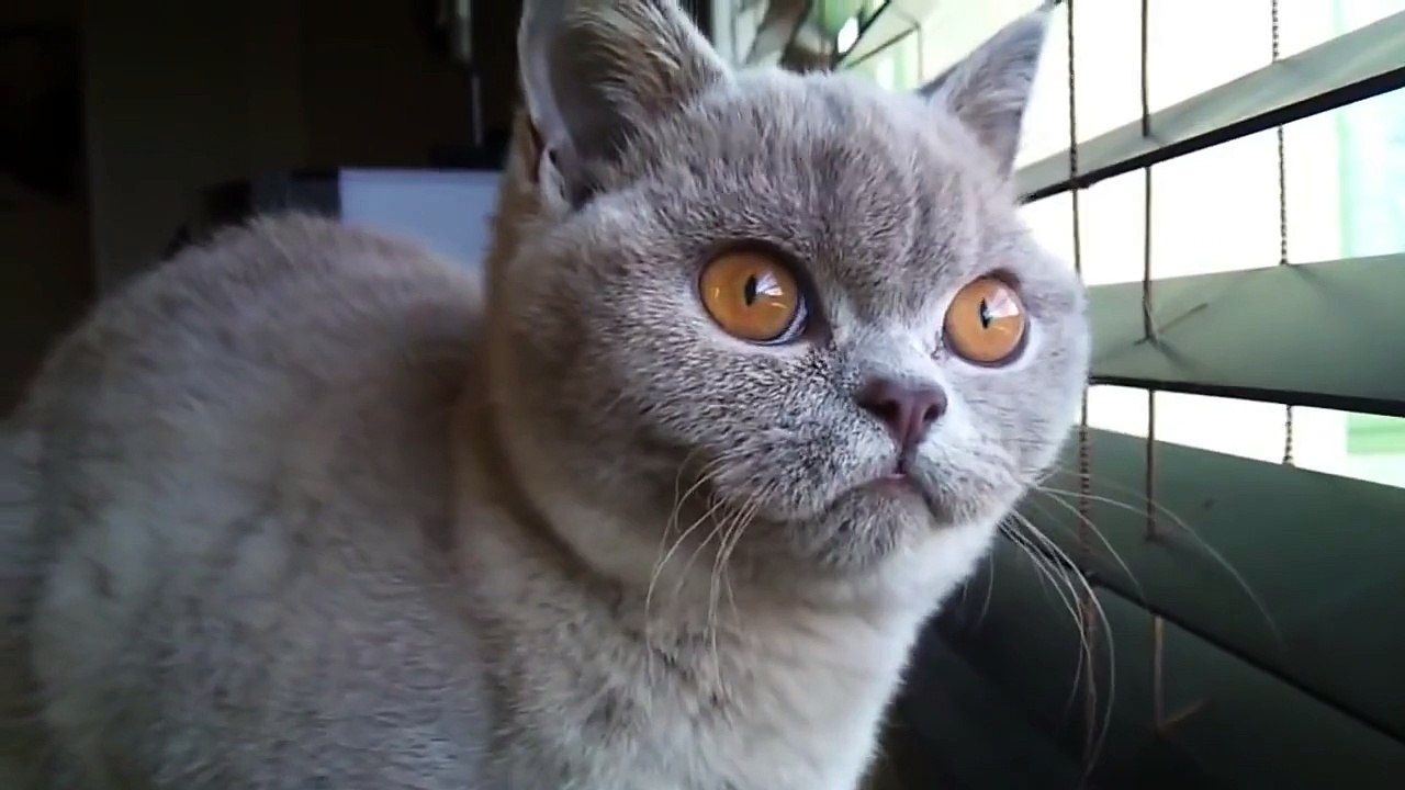 Crazy Cat Noise