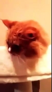 реакция кота на звук скотча