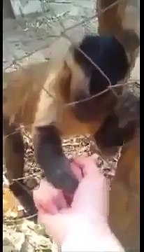 Смешная обезьянка