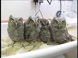 Офисные работники