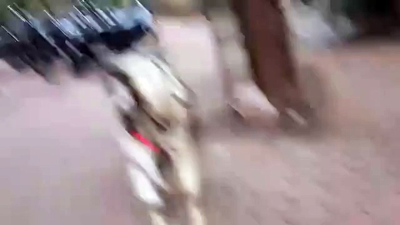 Fighting Bakra