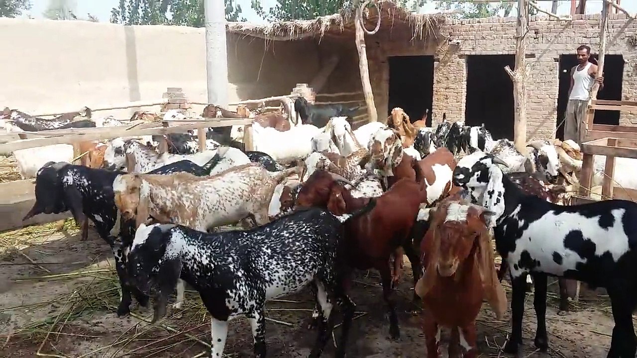 Big Bakra's Husnain Goat Farming 2015 Lahore Bakra Mandi