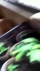 Un Russe dingue escalade la façade d’un immeuble pour demander une cigarette !