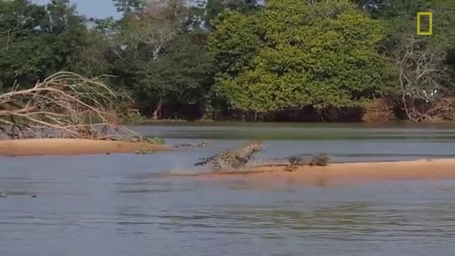 Jaguar takes down caiman in one split second