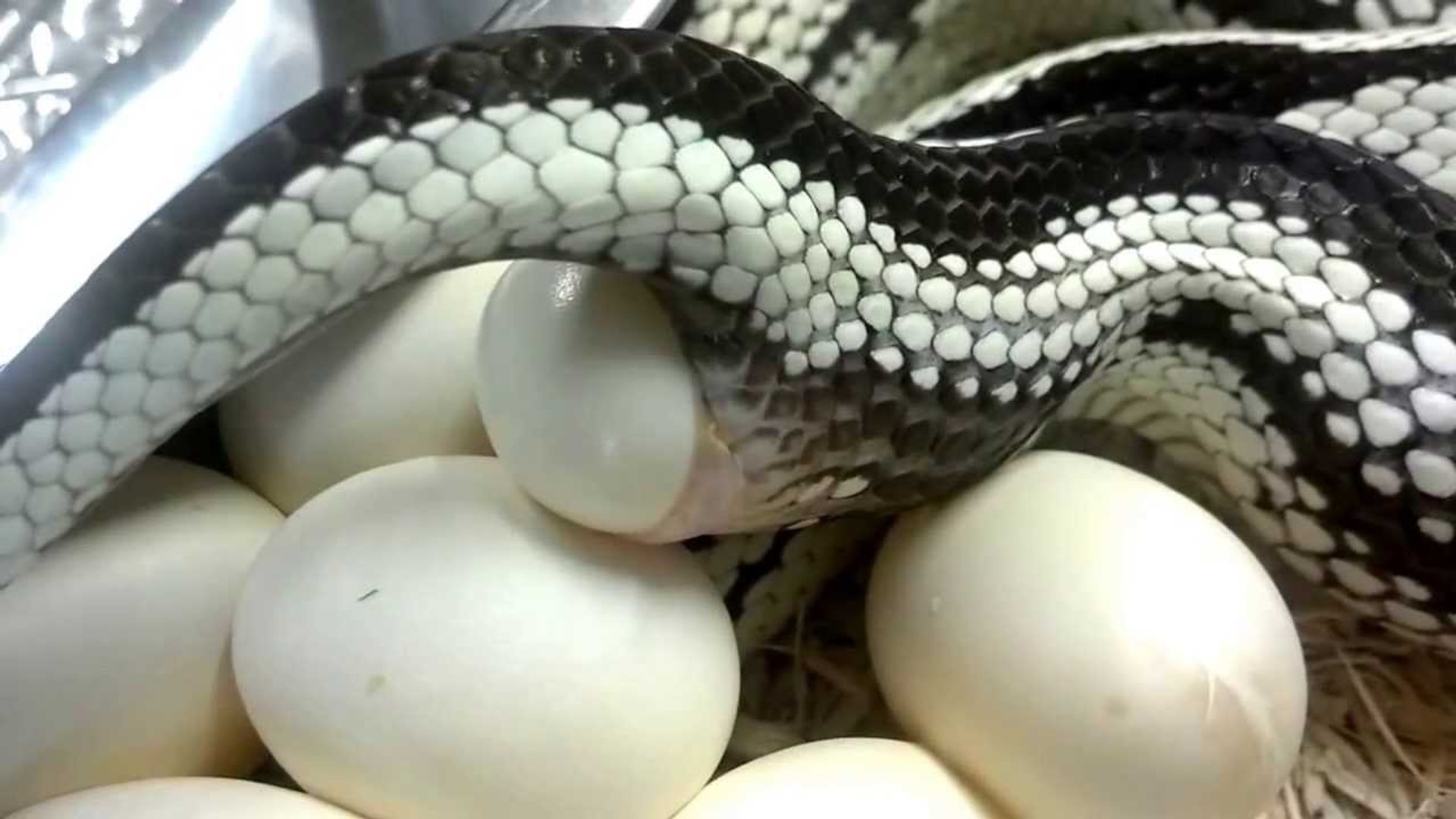 ⁣Snake Birth - - The beauty of Snake (HD)