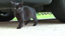 Petite chatte noire