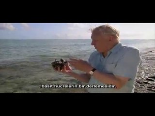 Belgesel: İlk Yaşam - 1. Bölüm