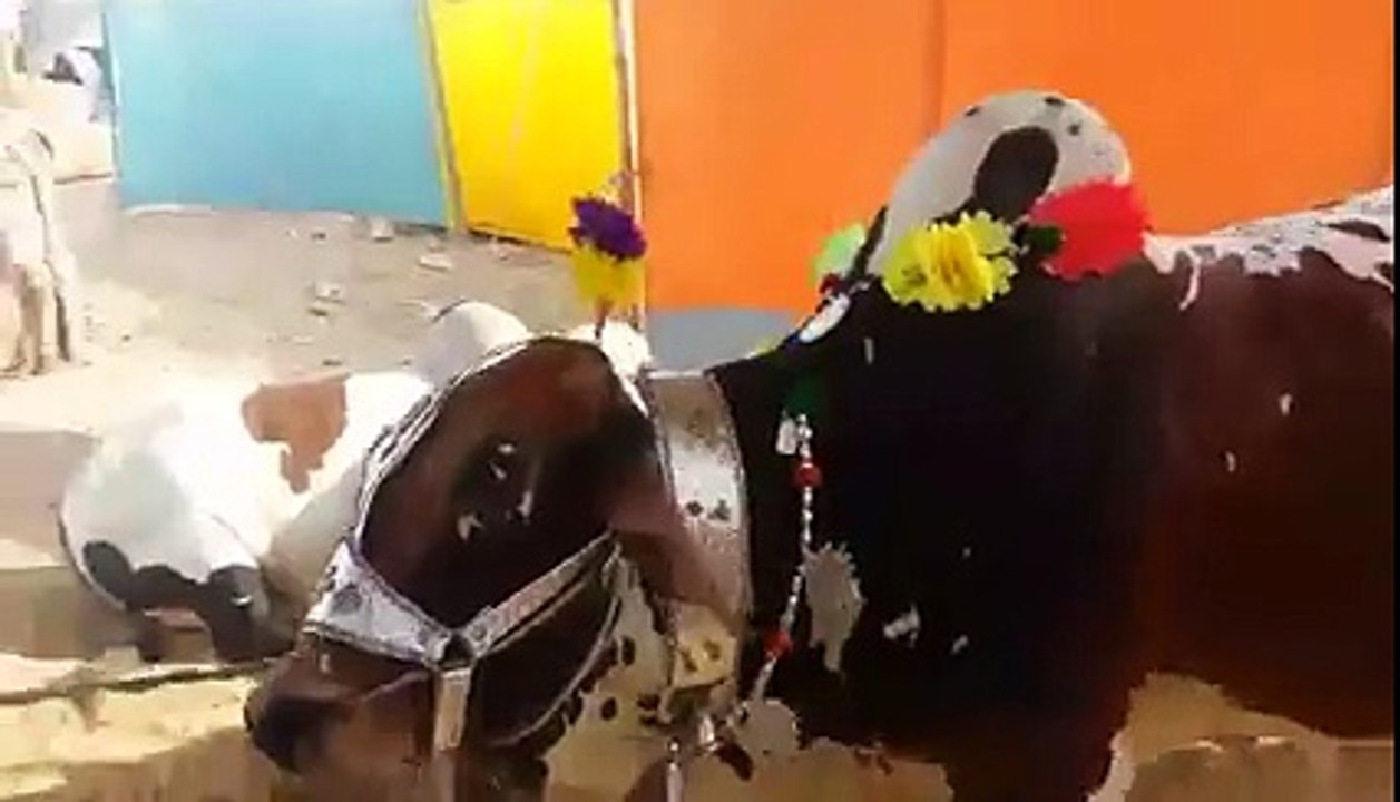 Cow voluntarily lays down to be slaughtered after being asked by owner!