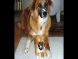 Most Funny Best of Funny cats, cute cats, Top 10 funny dogs, funny animals funniest videos15