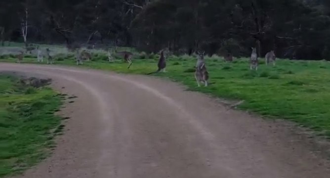 Un cycliste croise une meute de kangourous