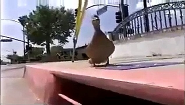 Mama duck cries for her ducklings stuck in storm drain, cops come to the rescue