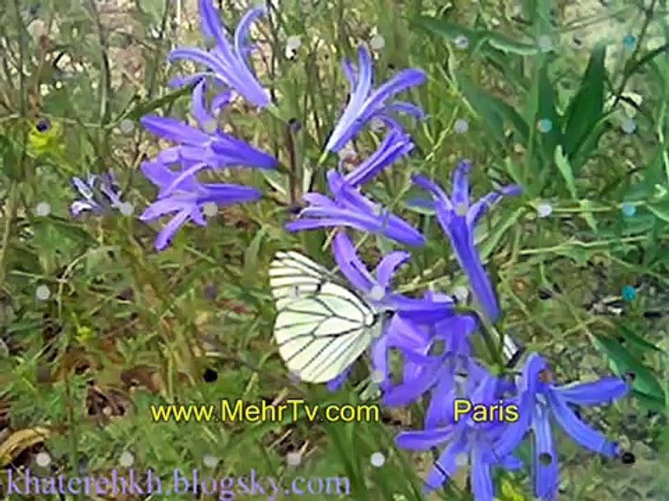 حمیرا با سروده ای از مسعود امینی با نام بهار بهاره امسال و سالگرد جنبش دانشجوئی و اعدام جوانان در ایران Awesta