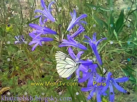 حمیرا با سروده ای از مسعود امینی با نام بهار بهاره امسال و سالگرد جنبش دانشجوئی و اعدام جوانان در ایران Awesta
