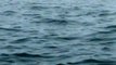 Le saut énorme d'une baleine devant un bateau
