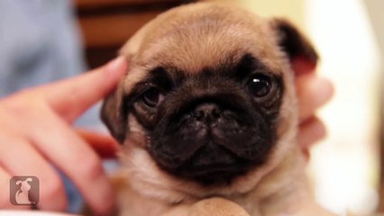 If You Know A Pug Puppy Do This To His Ears
