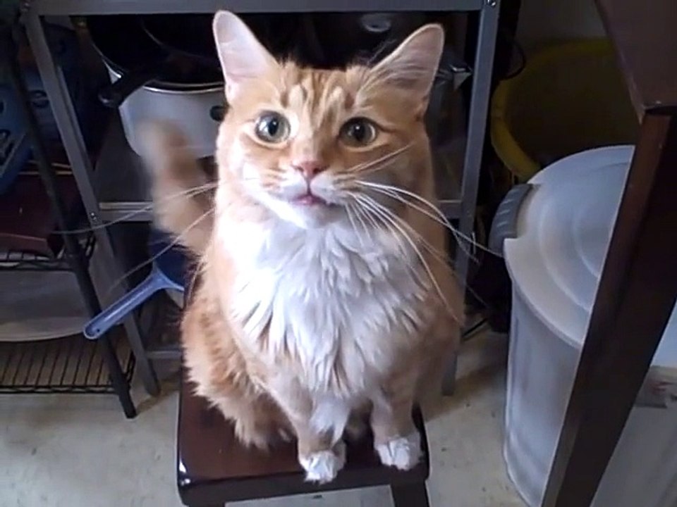 Funny cat. Gato divertido.